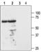 Melanocortin 3 Receptor antibody, BML-SA640-0050, Enzo Life Sciences, Western Blot image 