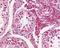 Biotinidase antibody, orb79332, Biorbyt, Immunohistochemistry paraffin image 