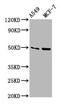Osteomodulin antibody, CSB-PA016333LA01HU, Cusabio, Western Blot image 