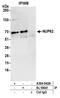 Nuclear pore glycoprotein p62 antibody, A304-942A, Bethyl Labs, Immunoprecipitation image 