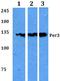 Period Circadian Regulator 3 antibody, A01835, Boster Biological Technology, Western Blot image 