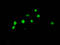 ATP Citrate Lyase antibody, A62042-100, Epigentek, Immunofluorescence image 