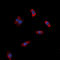 Adhesion G Protein-Coupled Receptor G3 antibody, abx121937, Abbexa, Western Blot image 