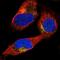 Sperm surface protein Sp17 antibody, PA5-58013, Invitrogen Antibodies, Immunofluorescence image 