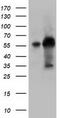 Kelch Like Family Member 2 antibody, CF501617, Origene, Western Blot image 
