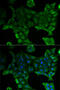 Solute Carrier Family 34 Member 1 antibody, 15-115, ProSci, Immunofluorescence image 