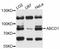 Ald antibody, abx125482, Abbexa, Western Blot image 