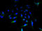Abhydrolase Domain Containing 14A antibody, A57942-100, Epigentek, Immunofluorescence image 