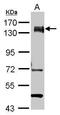 Pumilio homolog 1 antibody, PA5-30327, Invitrogen Antibodies, Western Blot image 