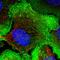 Drebrin 1 antibody, HPA051452, Atlas Antibodies, Immunocytochemistry image 