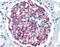 Claudin 14 antibody, orb88265, Biorbyt, Immunohistochemistry paraffin image 