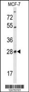 Selenoprotein T antibody, 63-886, ProSci, Western Blot image 