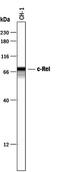 REL Proto-Oncogene, NF-KB Subunit antibody, PA5-47370, Invitrogen Antibodies, Western Blot image 