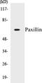Paxillin antibody, EKC1443, Boster Biological Technology, Western Blot image 