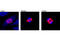 Histone H3 antibody, 3475S, Cell Signaling Technology, Immunocytochemistry image 