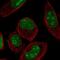 Zinc Finger Protein 860 antibody, NBP2-38026, Novus Biologicals, Immunofluorescence image 
