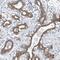 Myocilin antibody, PA5-55590, Invitrogen Antibodies, Immunohistochemistry frozen image 