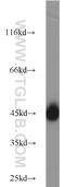 Solute carrier family 2, facilitated glucose transporter member 1 antibody, 21829-1-AP, Proteintech Group, Western Blot image 