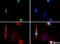 Histone Cluster 2 H3 Family Member D antibody, NB21-1188, Novus Biologicals, Immunocytochemistry image 