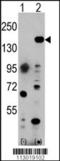 Histone-lysine N-methyltransferase EHMT1 antibody, TA302191, Origene, Western Blot image 