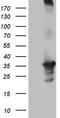 U6 snRNA phosphodiesterase antibody, CF811338, Origene, Western Blot image 