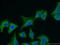 Hsp110 antibody, 66188-1-Ig, Proteintech Group, Immunofluorescence image 