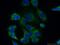 FGF-9 antibody, 26554-1-AP, Proteintech Group, Immunofluorescence image 