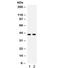 MITA antibody, R32276, NSJ Bioreagents, Western Blot image 
