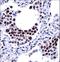 E3 ubiquitin-protein ligase ARIH2 antibody, LS-C156486, Lifespan Biosciences, Immunohistochemistry frozen image 