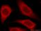 Galectin 12 antibody, 22398-1-AP, Proteintech Group, Immunofluorescence image 