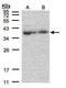 Mitochondrial Ribosomal Protein L3 antibody, TA308301, Origene, Western Blot image 