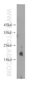 Mitochondrial Ribosomal Protein S11 antibody, 17041-1-AP, Proteintech Group, Western Blot image 