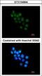 Forkhead box protein B1 antibody, GTX104844, GeneTex, Immunocytochemistry image 