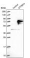 GTP Binding Protein 4 antibody, PA5-58862, Invitrogen Antibodies, Western Blot image 