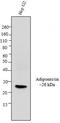 Adiponectin, C1Q And Collagen Domain Containing antibody, NBP2-22450, Novus Biologicals, Western Blot image 
