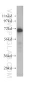 RNA Polymerase II Associated Protein 2 antibody, 17401-1-AP, Proteintech Group, Western Blot image 