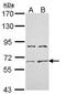 Activin receptor type IIA antibody, orb73820, Biorbyt, Western Blot image 