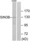 Paired amphipathic helix protein Sin3b antibody, abx013316, Abbexa, Western Blot image 