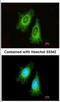 Electron Transfer Flavoprotein Subunit Alpha antibody, NBP2-16383, Novus Biologicals, Immunofluorescence image 