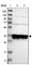 PAP-III antibody, HPA013431, Atlas Antibodies, Western Blot image 