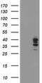 Signal Sequence Receptor Subunit 1 antibody, MA5-25605, Invitrogen Antibodies, Western Blot image 