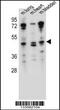Protein naked cuticle homolog 1 antibody, 57-158, ProSci, Western Blot image 