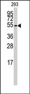 Cytochrome P450 Family 26 Subfamily B Member 1 antibody, AP14899PU-N, Origene, Western Blot image 