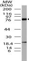 Bromodomain Containing 4 antibody, A00123, Boster Biological Technology, Western Blot image 