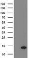 Coiled-Coil-Helix-Coiled-Coil-Helix Domain Containing 5 antibody, MA5-25491, Invitrogen Antibodies, Western Blot image 