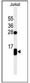 PLN antibody, AP53332PU-N, Origene, Western Blot image 