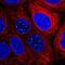 RAS Like Family 11 Member B antibody, NBP2-31695, Novus Biologicals, Immunofluorescence image 
