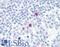 Phospholipase A2 Group IVA antibody, LS-B7555, Lifespan Biosciences, Immunohistochemistry frozen image 
