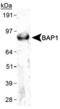 Ubiquitin carboxyl-terminal hydrolase BAP1 antibody, MA1-46087, Invitrogen Antibodies, Western Blot image 