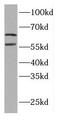 ELF2 antibody, FNab02736, FineTest, Western Blot image 